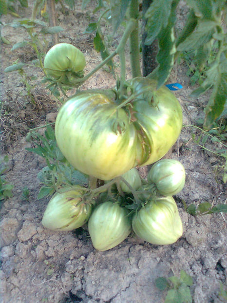  - RASADURI si RECOLTA