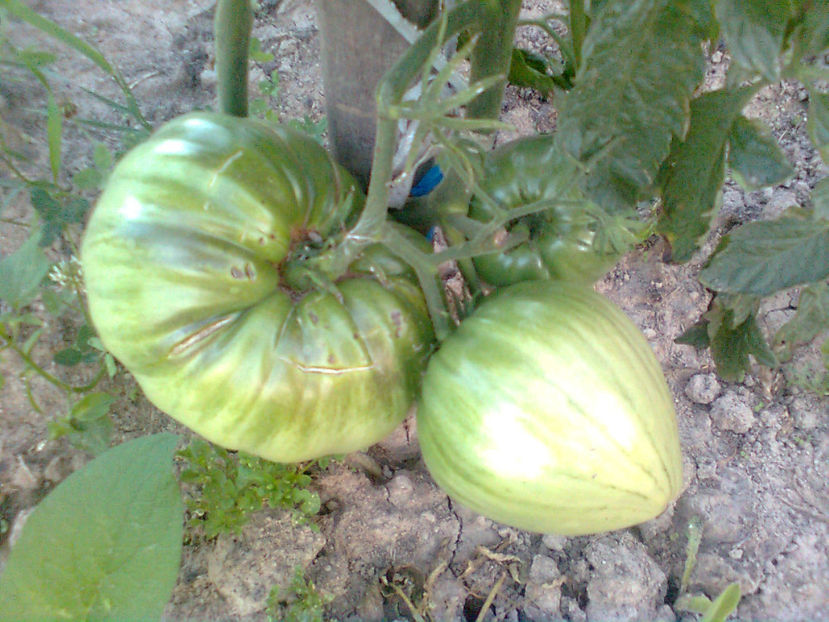  - RASADURI si RECOLTA