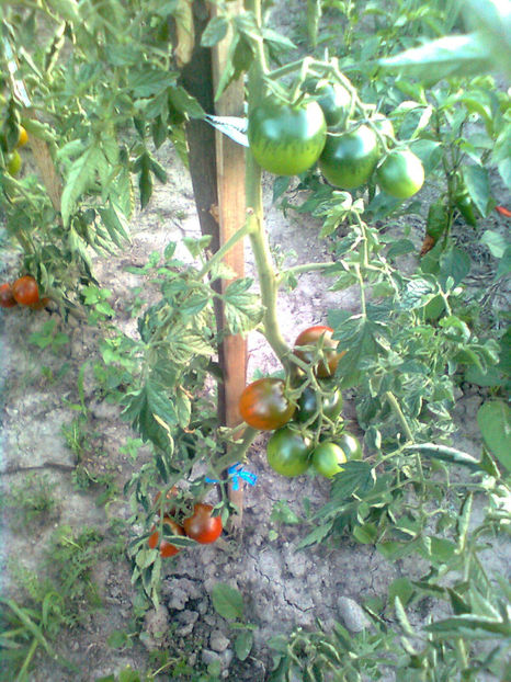  - RASADURI si RECOLTA