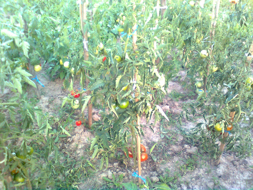  - RASADURI si RECOLTA