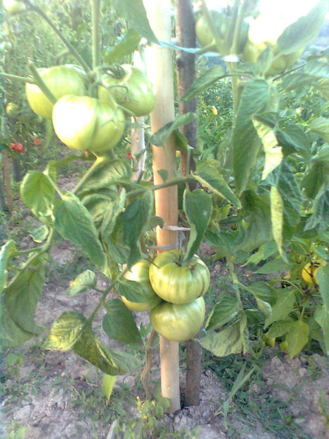  - RASADURI si RECOLTA