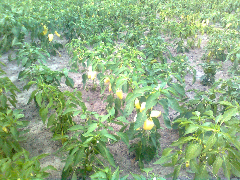  - RASADURI si RECOLTA