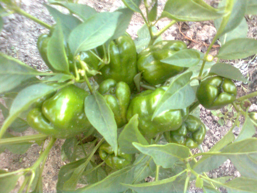  - RASADURI si RECOLTA