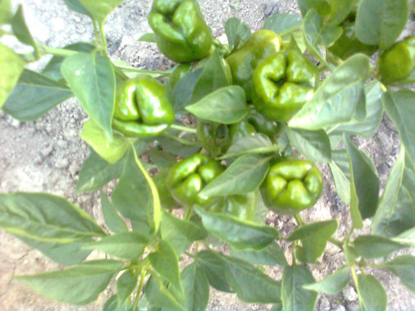  - RASADURI si RECOLTA