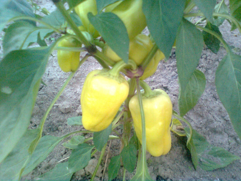  - RASADURI si RECOLTA