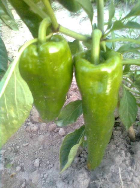  - RASADURI si RECOLTA