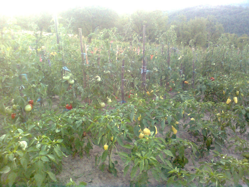  - RASADURI si RECOLTA