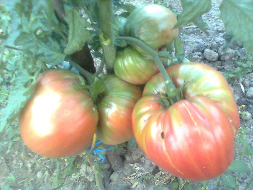  - RASADURI si RECOLTA