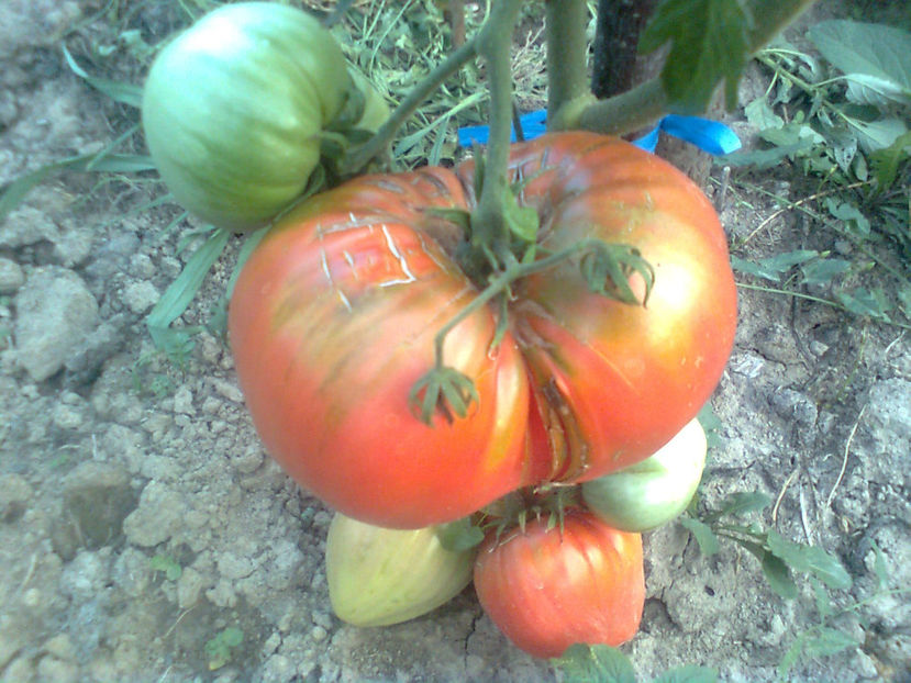  - RASADURI si RECOLTA