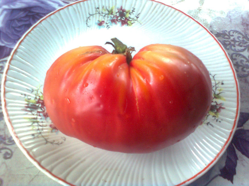  - RASADURI si RECOLTA