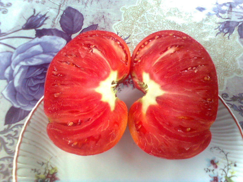  - RASADURI si RECOLTA