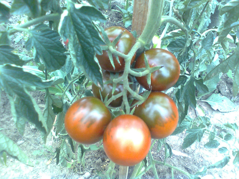  - RASADURI si RECOLTA