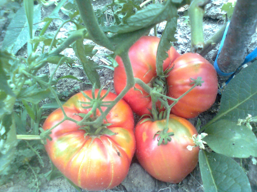  - RASADURI si RECOLTA