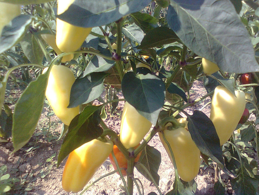  - RASADURI si RECOLTA