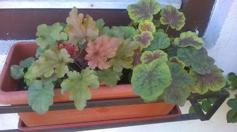  - Heuchera 2017