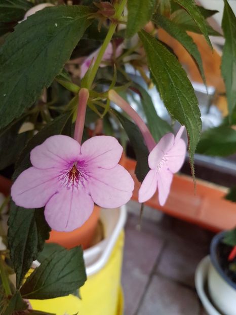 20170823_164429 (1) - Achimenes 2017