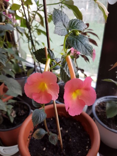  - Achimenes 2017