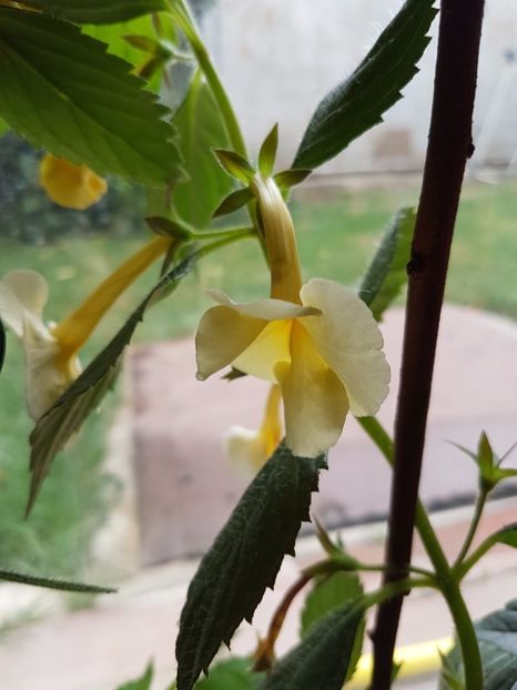  - Achimenes 2017