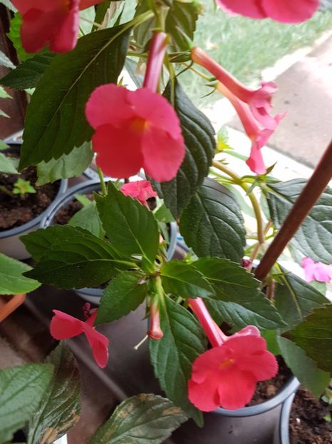  - Achimenes 2017
