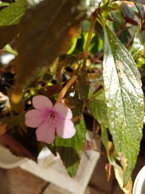  - Achimenes 2017