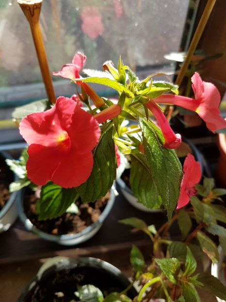  - Achimenes 2017