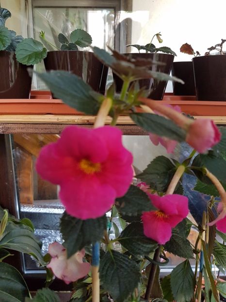  - Achimenes 2017