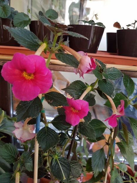  - Achimenes 2017