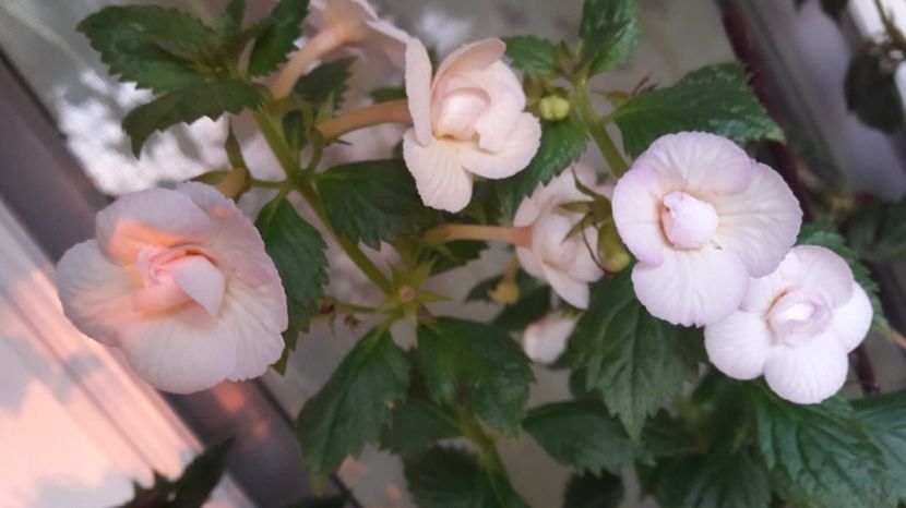  - 08 Achimenes 2017