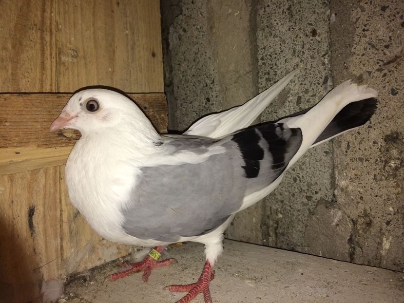  - 0-Galateni femele 2017