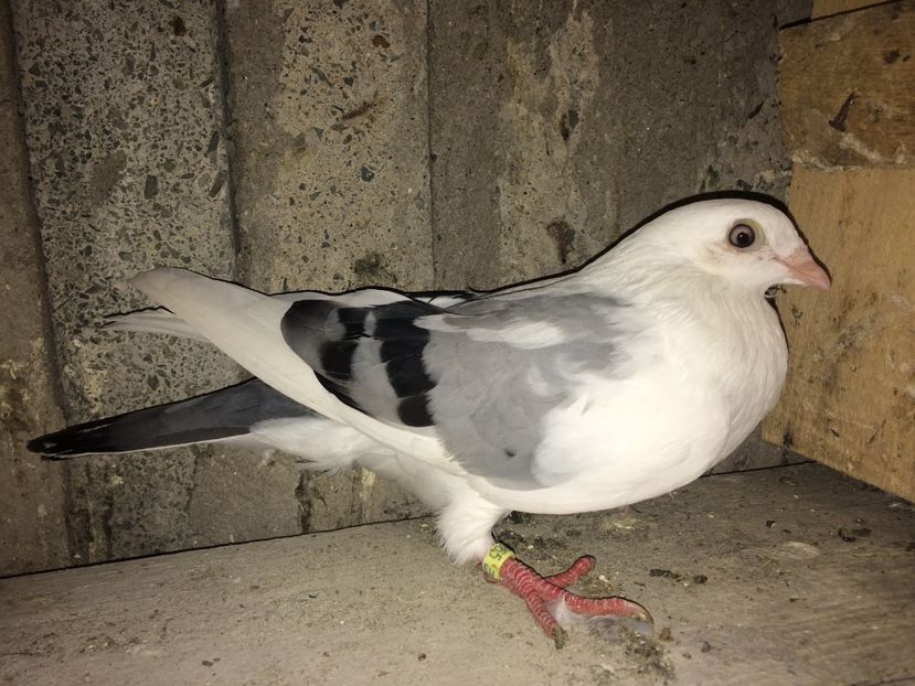  - 0-Galateni femele 2017