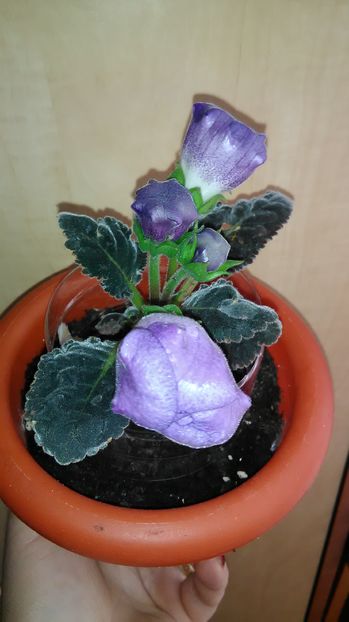  - Gloxinii 2017-2019