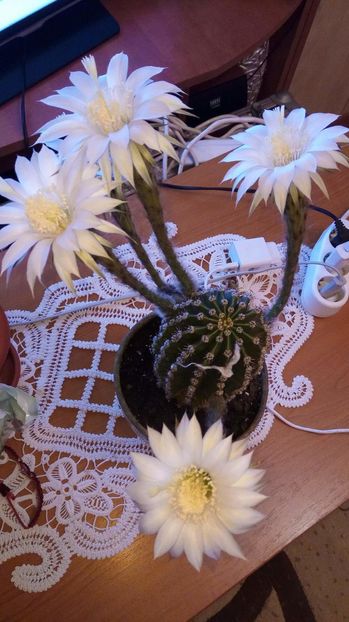 received_1402774729836659 - CACTUSI 2015--2018