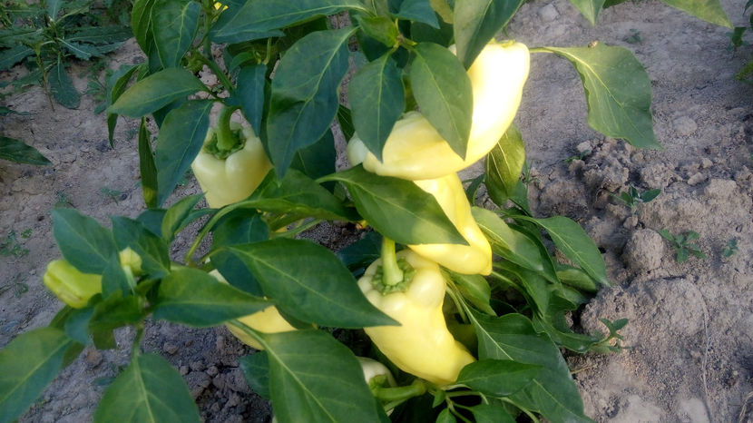  - RASADURI si RECOLTA