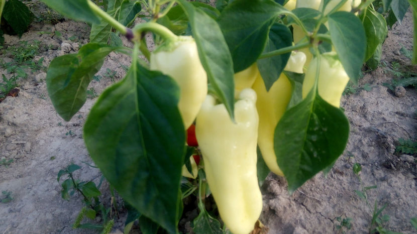  - RASADURI si RECOLTA