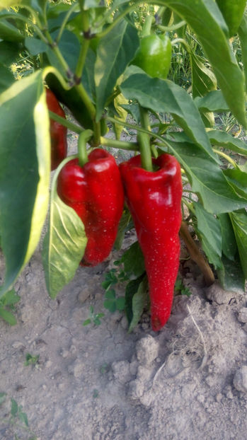  - RASADURI si RECOLTA