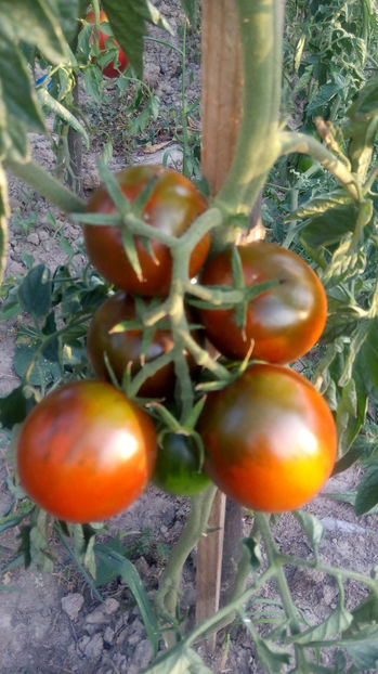  - RASADURI si RECOLTA