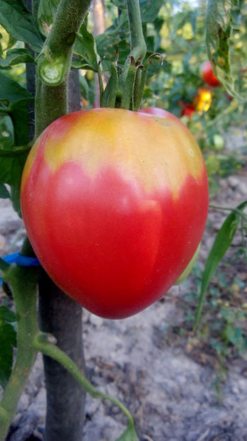  - RASADURI si RECOLTA