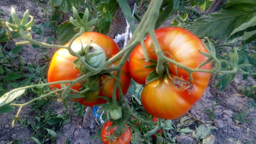  - RASADURI si RECOLTA