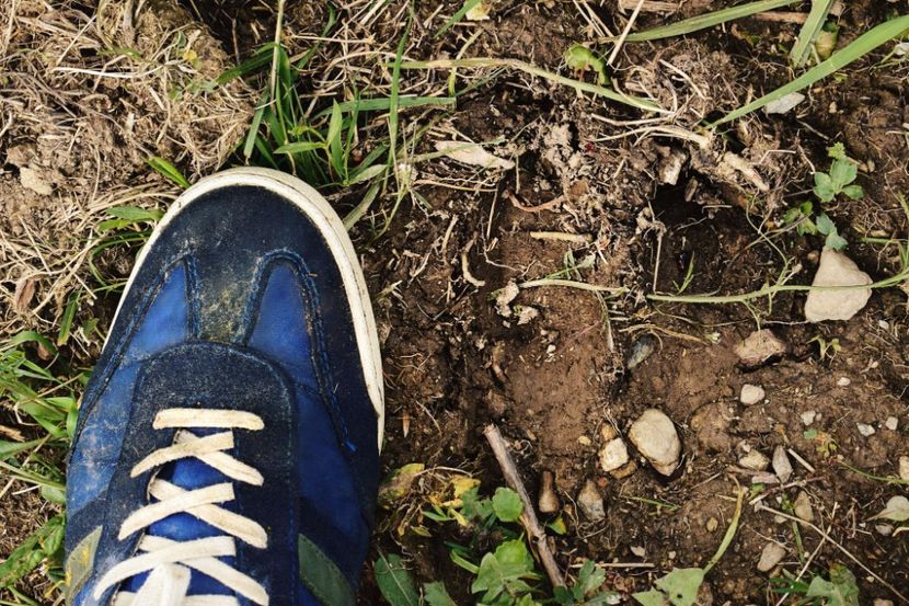 urma de cerb - Photo 08 - Vara