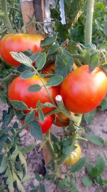  - RASADURI si RECOLTA