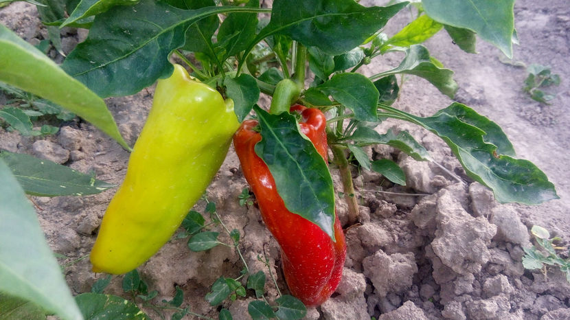  - RASADURI si RECOLTA