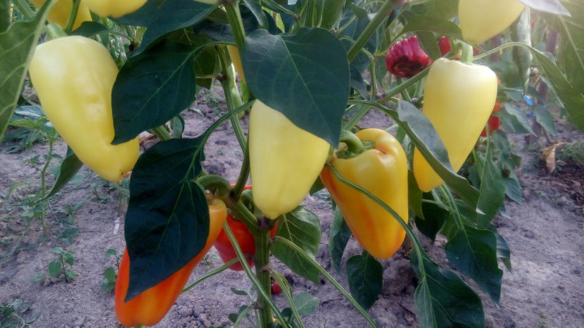  - RASADURI si RECOLTA