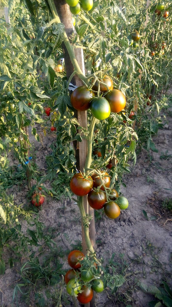  - RASADURI si RECOLTA