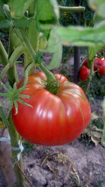  - RASADURI si RECOLTA