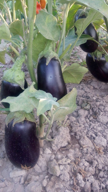  - RASADURI si RECOLTA