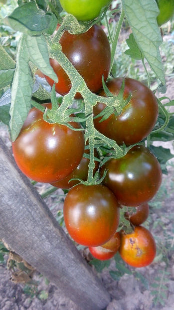  - RASADURI si RECOLTA