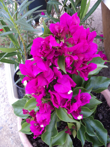 25 aug 2017,in plina floare... - BOUGANVILLEA