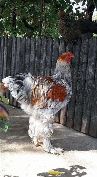  - a__Pui si tineret brahma 2017