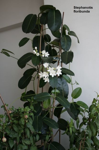 august 2017 - 03 Iasomii si altele