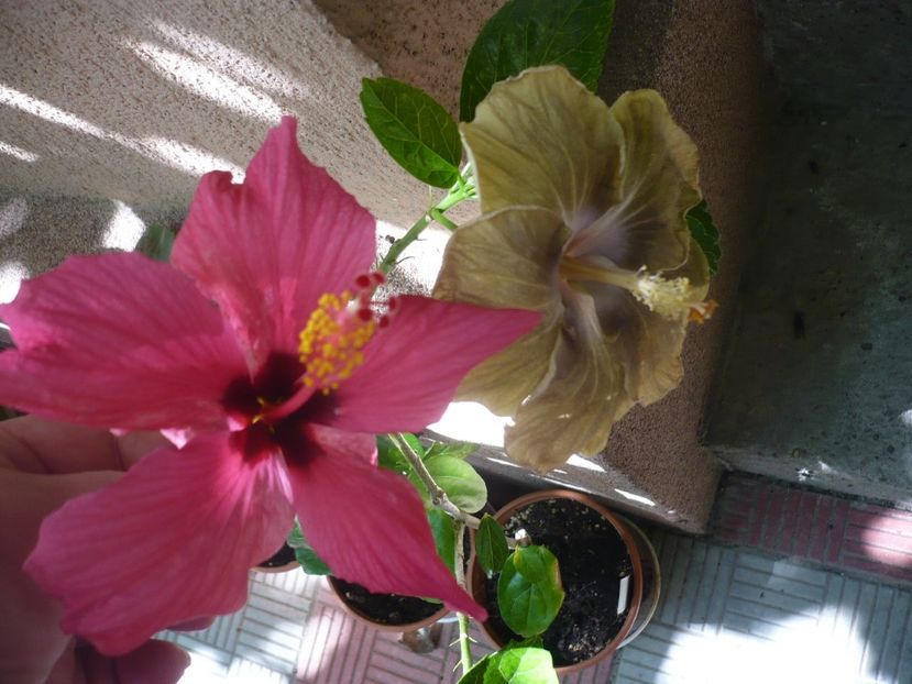 P1340566 - HIBISCUSI 2017-3